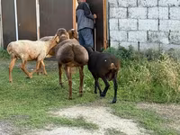 Ovan, Hissar sheep — fotografija 7