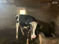 सांड, Russian Black pied cattle — फ़ोटो 5