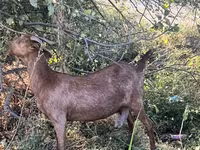 Capra, Nubian Goat — foto 2