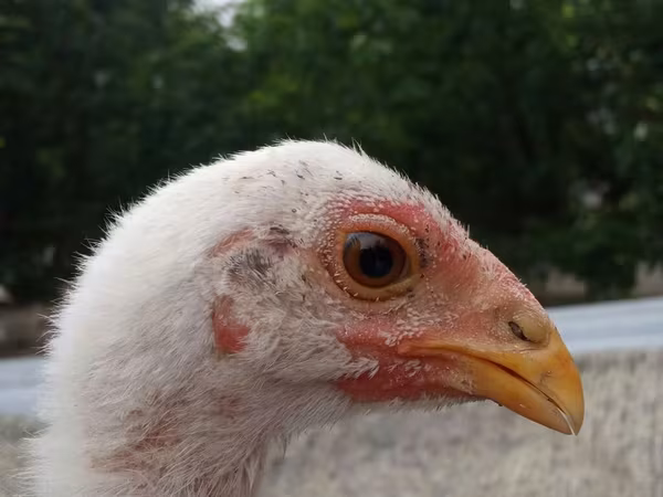 Chickens — Kyrgyzstan
