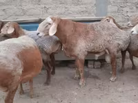 قوچ, Edilbay sheep — عکس 4