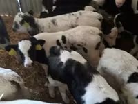 Bovini (lotto, sesso non specificato), Simmental cattle — foto 3