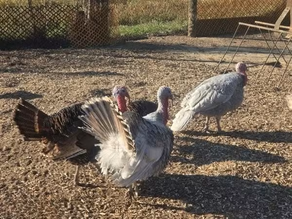 Turkeys