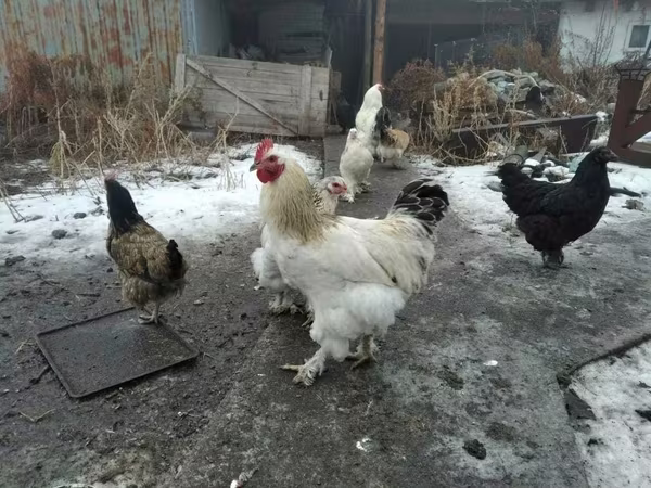 Brahma