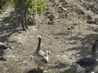 Geese — foto 5