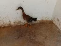 Indian Runner — foto 2