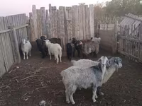 Cabra, Cabras — foto 3