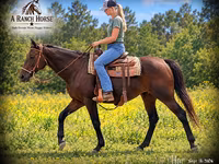 مادیان, Quarter Horse — عکس 1