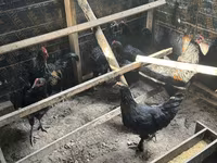Chickens — fotografija 3