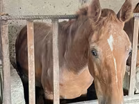 ፈረስ, Horses — ፎቶ 7