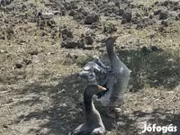 Geese — foto 1