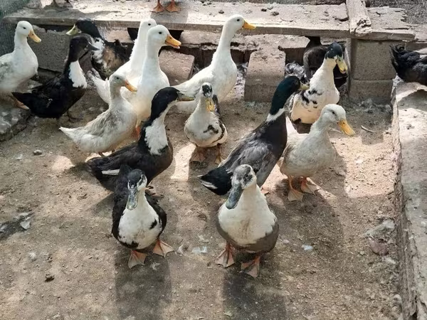 Ducks — Uzbekistan