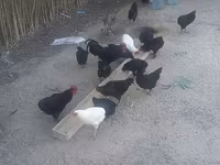 Chickens — foto 1