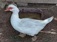 Domestic Muscovy — foto 2