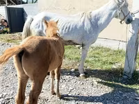 კვიცი, Horse breed — ფოტო 3