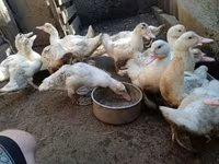 Ducks — 5-rasm