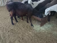 Biri-biri (lot, jantina tidak dinyatakan), Sheep — foto 3