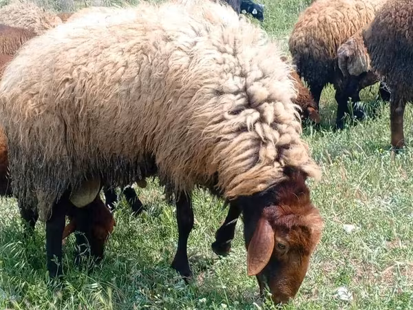 Sheep, Sheep — Azerbaijan