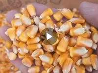 Кукуруза 🌽 курук таза. буудай таза курук адрес кара балта толка — عکس 4