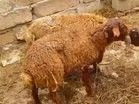 مینڈھا, بھیڑیں — تصویر 2