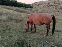 Kuda betina, Horses — foto 5
