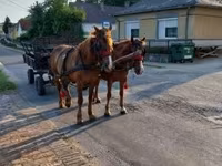 Merrie, Paarden — foto 7