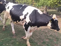 Toro, Russian Black pied cattle — foto 8