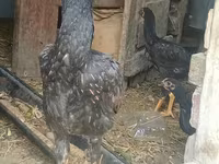Chickens — foto 2
