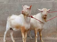 Keçi, Saanen goat — foto 3