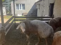 قوچ, Arashan sheep — عکس 2