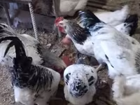 Chickens — φωτογραφία 2