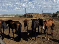 ม้าตัวเมีย, Thoroughbred horse — รูปภาพ 1