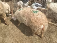 Pecora, Pecore — foto 2