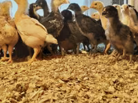 Chickens — foto 1
