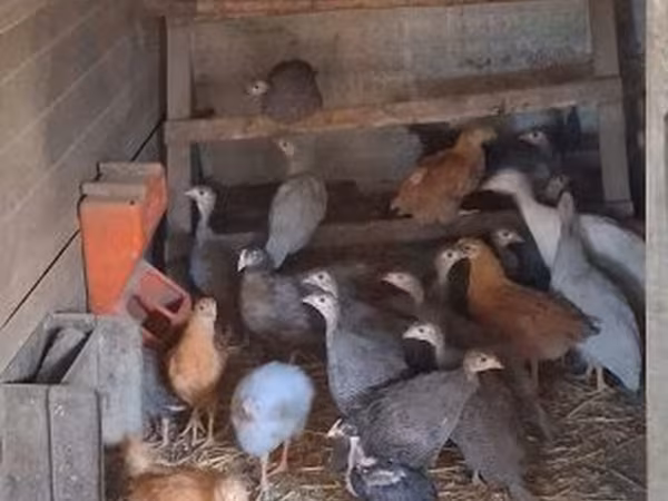 Guinea fowl