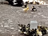 Ducks — 사진 5