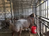 Bélier, Arashan sheep — photo 3