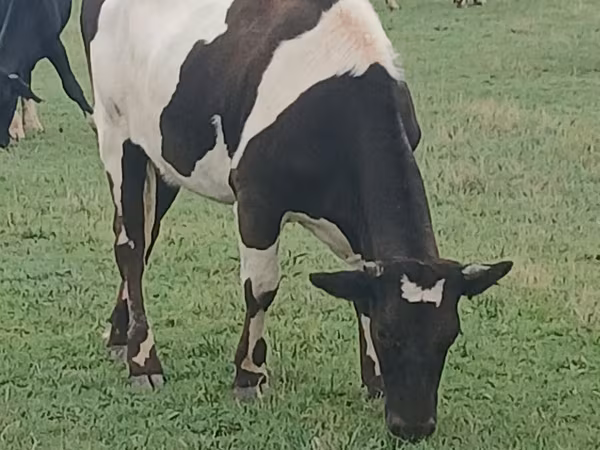 Lembu betina, Holstein breed