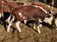 Ng'ombe (kikundi, jinsia haijatajwa), Ng'ombe wa Kazakh mwenye kichwa cheupe — picha 6