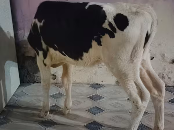 Ng'ombe jike, Banda la Holstein