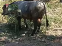 Бух, Үхэр мал — 2 зураг