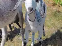 Keçi, Nubian Goat — foto 3