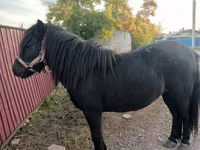 ม้าตัวเมีย, Shetland Pony — รูปภาพ 2