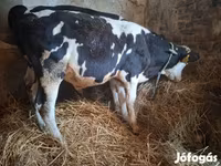 Lembu jantan, Russian Black pied cattle — foto 2