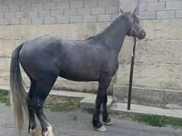 ม้าตัวผู้, Kustanai horse — รูปภาพ 2