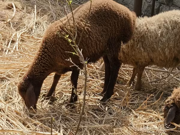 گوسفند (گروه، جنسیت مشخص نشده), Karabakh sheep