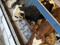 Goveda (partija, pol nije naveden), Russian Black pied cattle — fotografija 5