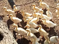 Ducks — عکس 3