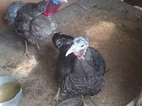 Turkeys — foto 2