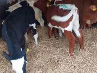 วัวตัวผู้, Simmental cattle — รูปภาพ 1
